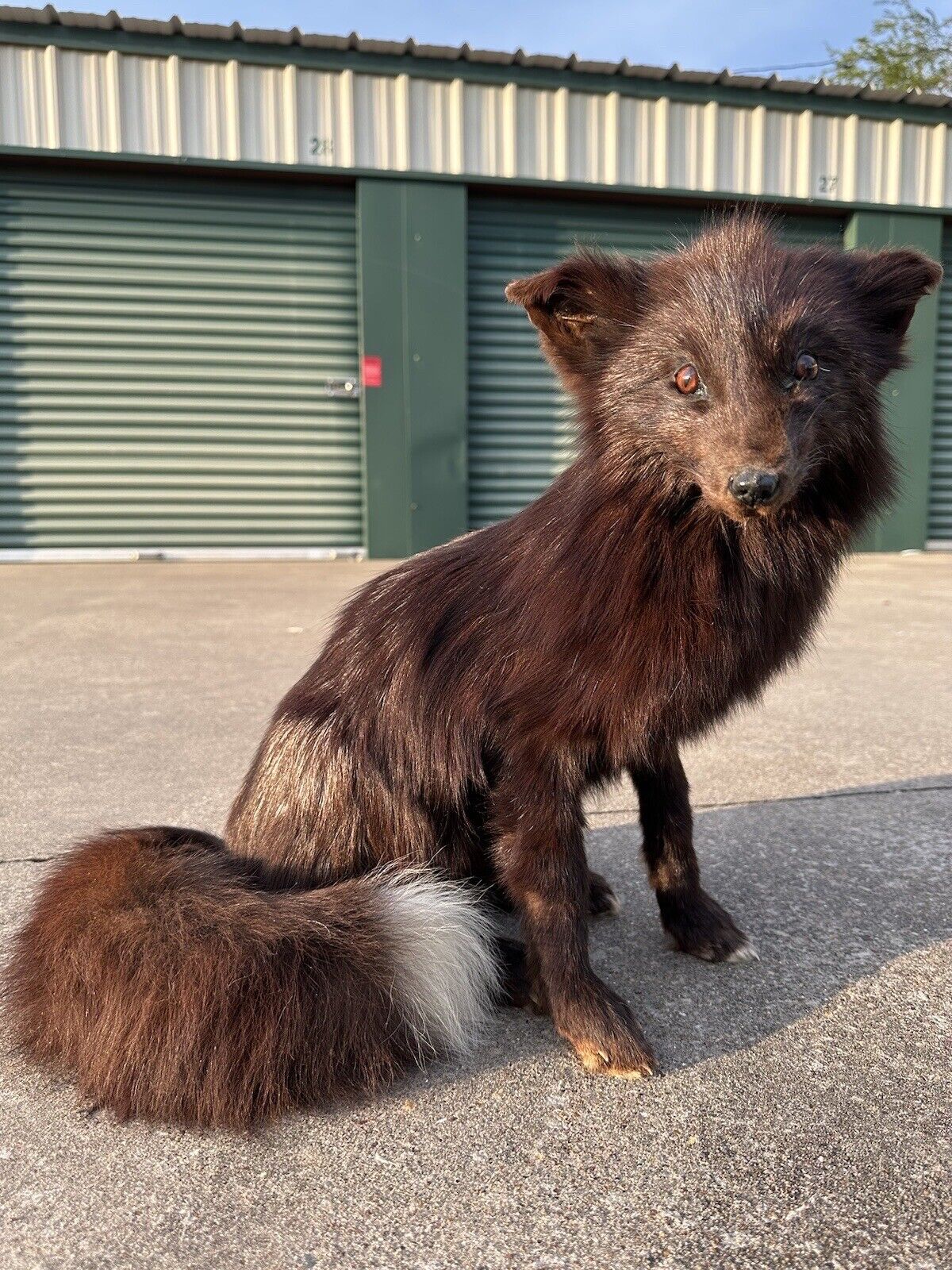 Beautiful Artic Dark Silver Fox Taxidermy Life Size Mount full body fluffy real