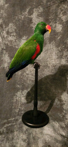 Museum Quality Real Eclectus Male Parrot Taxidermy Mount Beautiful Colors
