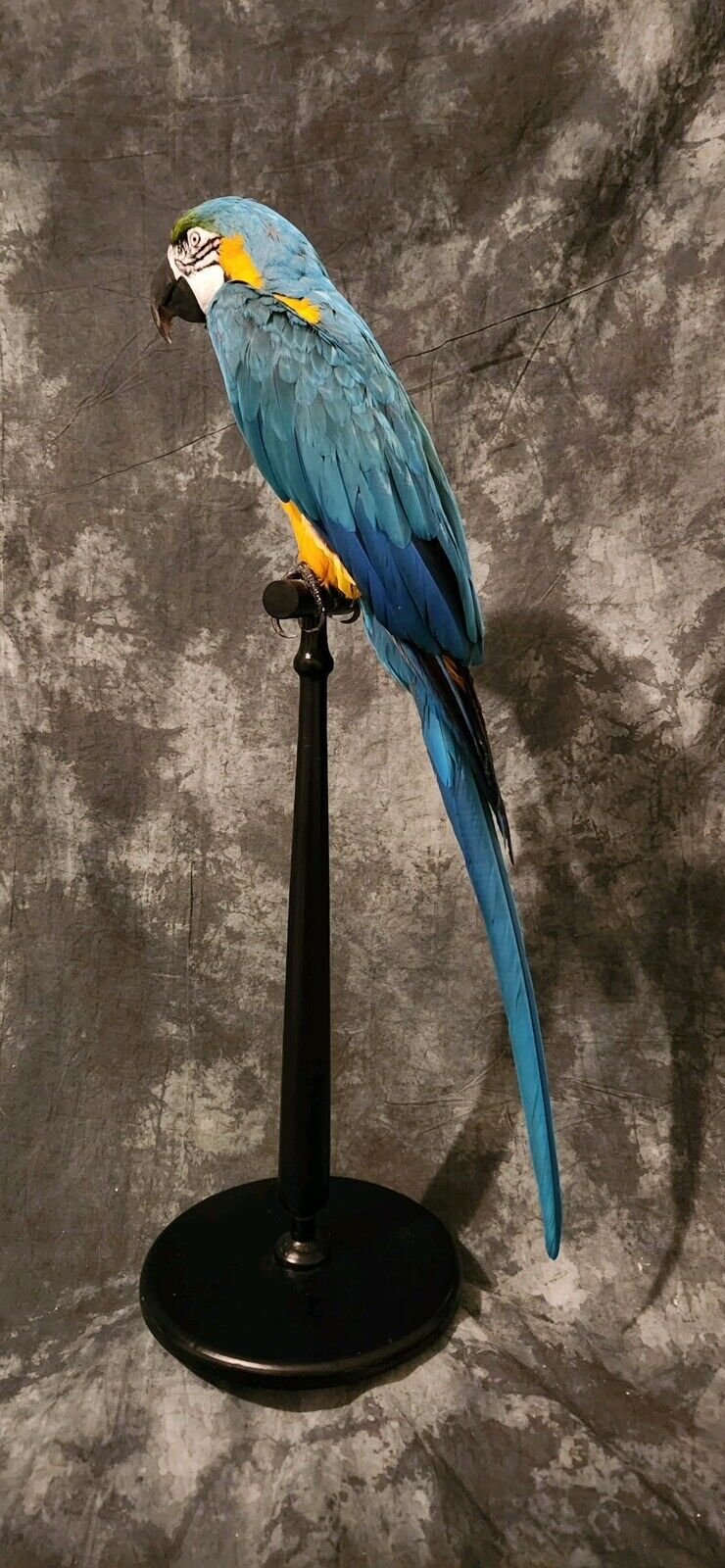 Blue and gold macaw  bird taxidermy mount