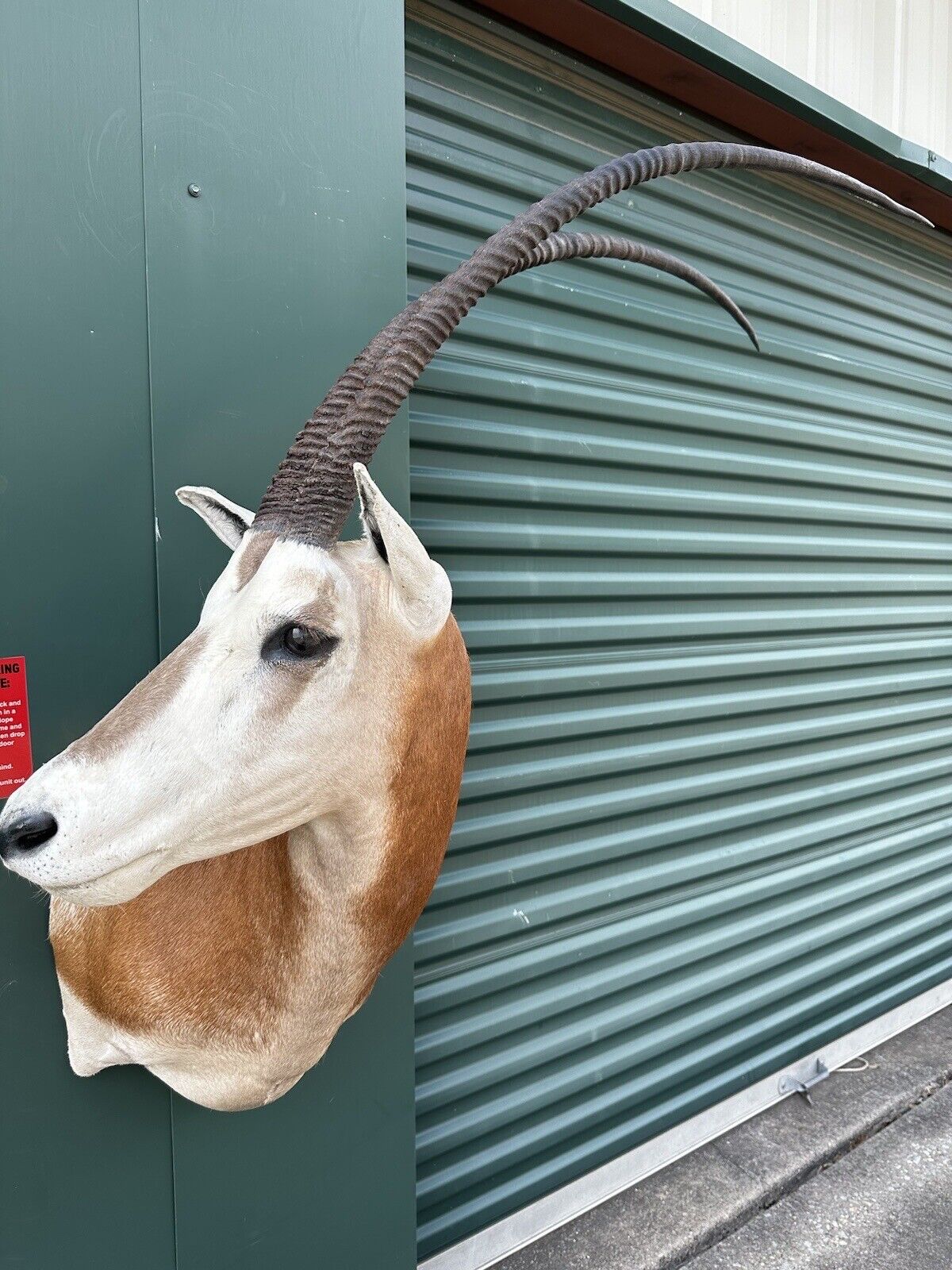 Museum Quality Scimitar Oryx From Texas (NON CITIES)