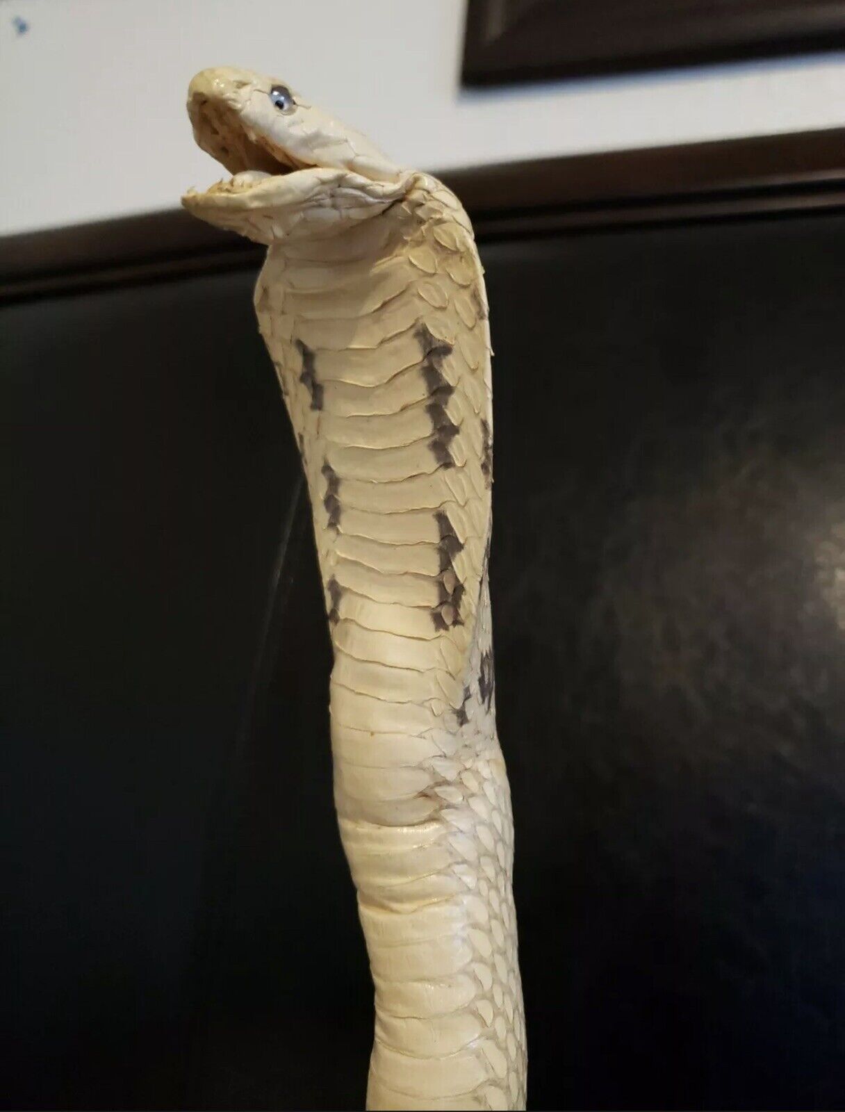 Taxidermy Cobra Snake