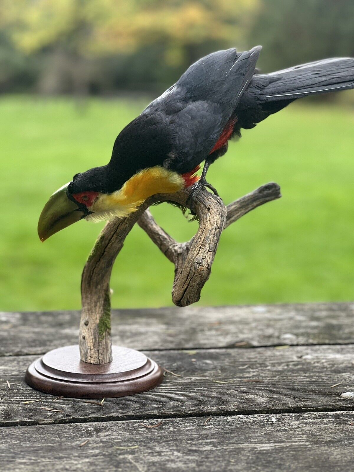 Museum Quality Real Toucan Taxidermy Mount Beautiful Colors