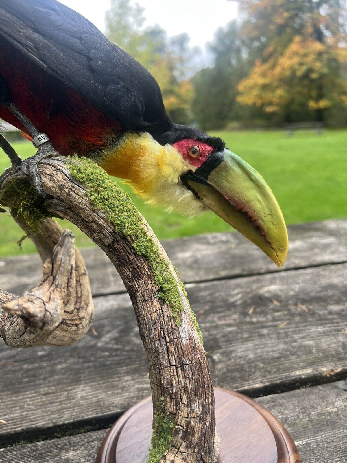 Museum Quality Real Toucan Taxidermy Mount Beautiful Colors