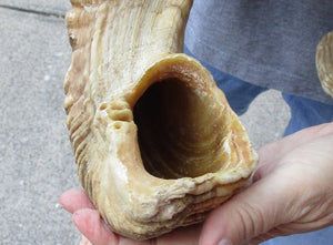 Sheep Horn 30 inches