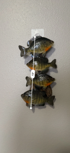 Beautiful Sunfish Bluegill Panfish Small Fish Taxidermy Wall Mount Art Wildlife