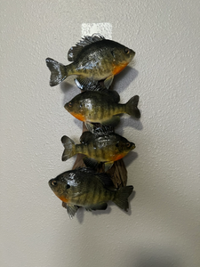 Beautiful Sunfish Bluegill Panfish Small Fish Taxidermy Wall Mount Art Wildlife