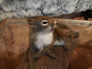 Cute red squirrel taxidermy mount