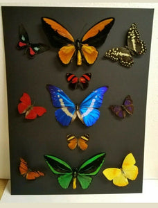 Rare Butterfly Specimen Art Framed Shadow Box USA Odd Gift Taxidermy