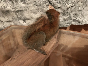 Beautiful TAXIDERMY RED SQUIRREL!! Mount