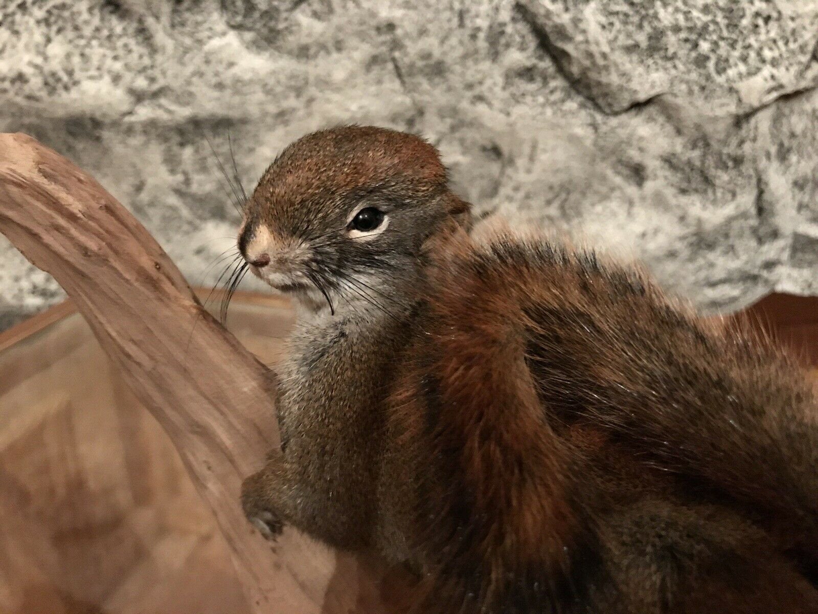 Beautiful TAXIDERMY RED SQUIRREL!! Mount