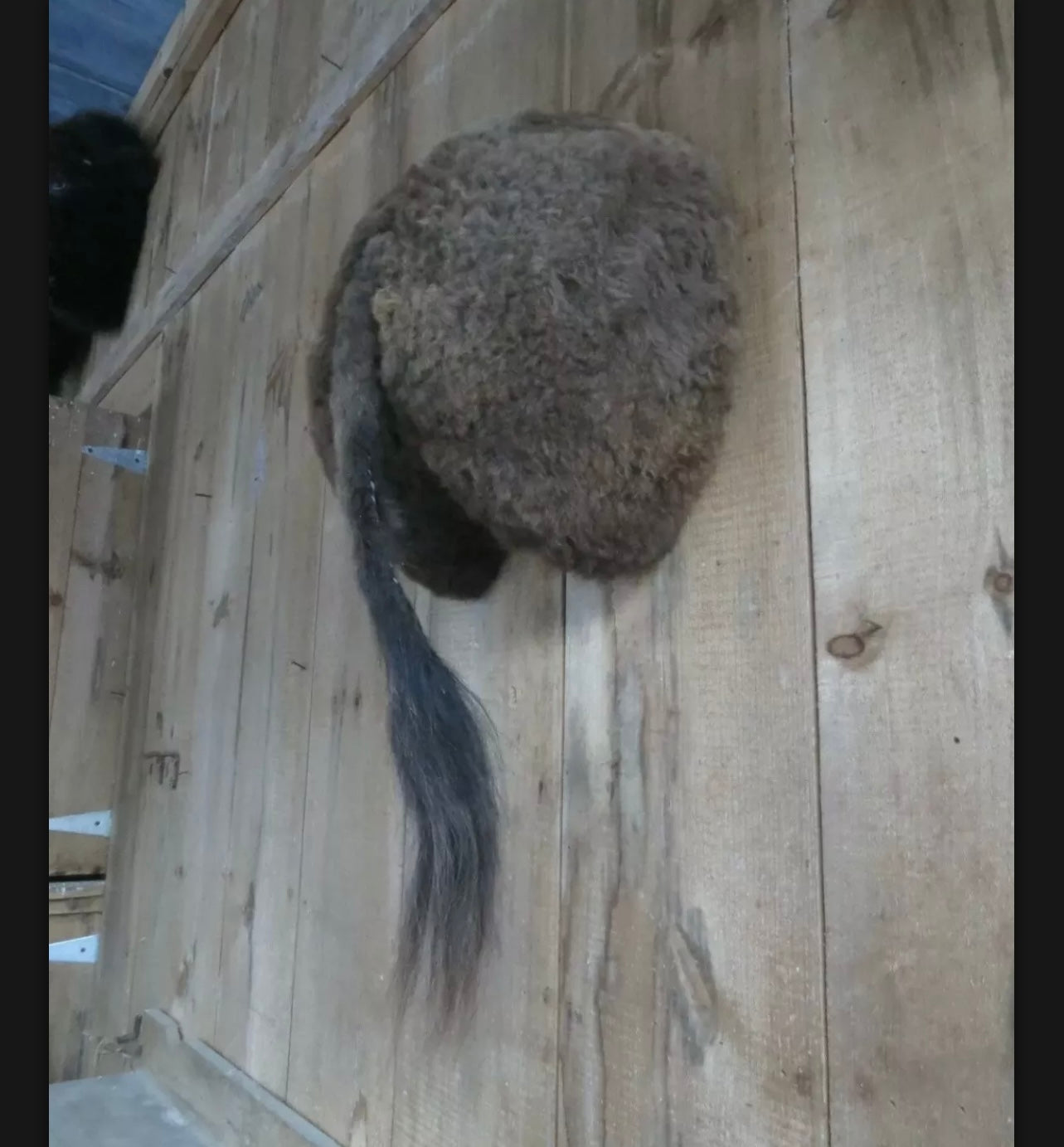 buffalo bison butt taxidermy mount