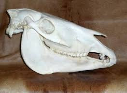 Zebra skull