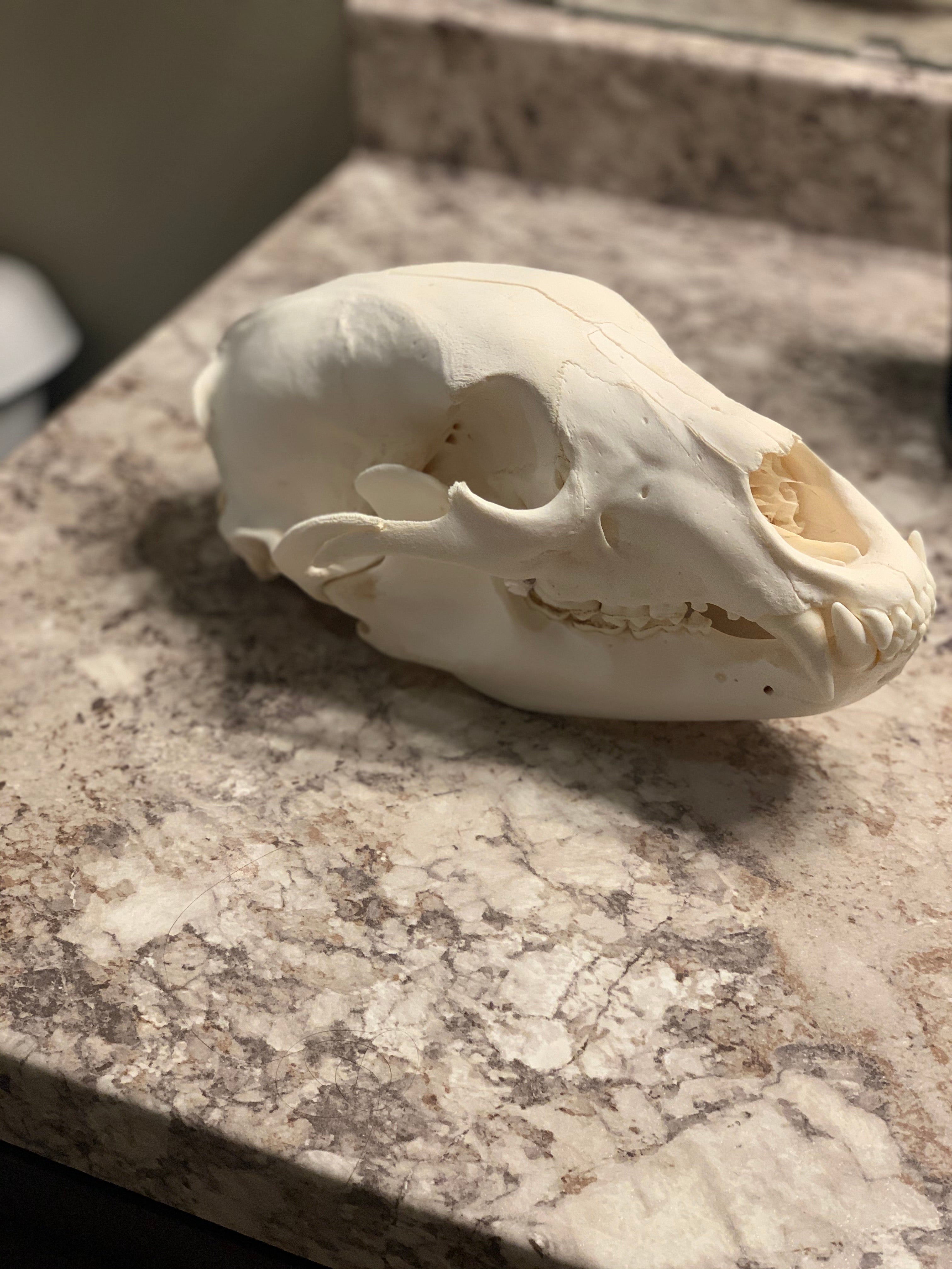 Black bear skull