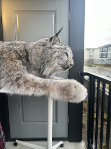 Full Mount Alaskan Lynx Real Fur Taxidermy Life Size