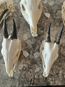 African Duiker (Cephalophus sp.) REAL Mammal Skull