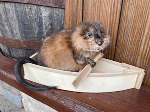 Muskrat in canoe taxidermy mount for sale-