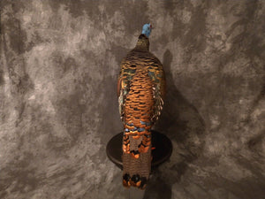 Full Mounted Taxidermy Ocellated Turkey with Custom Base