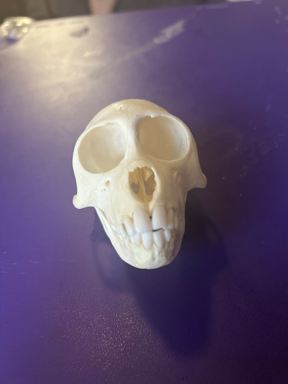 Female Vervet monkey skull grade A