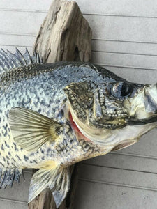 Beautiful Crappie Fish Taxidermy Wall Mount Wildlife Real Skin