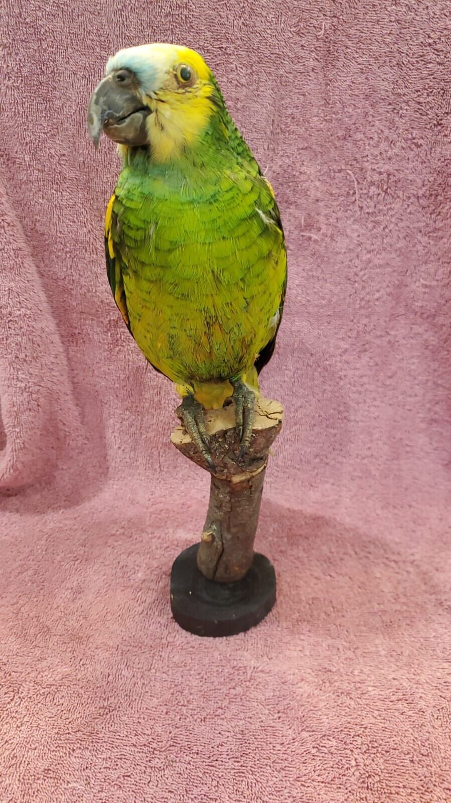 Turquoise Fronted Amazon Parrot Taxidermy Mount