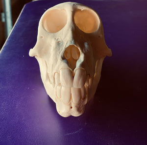 Impressive Perfect Teeth Chacma baboon Skull