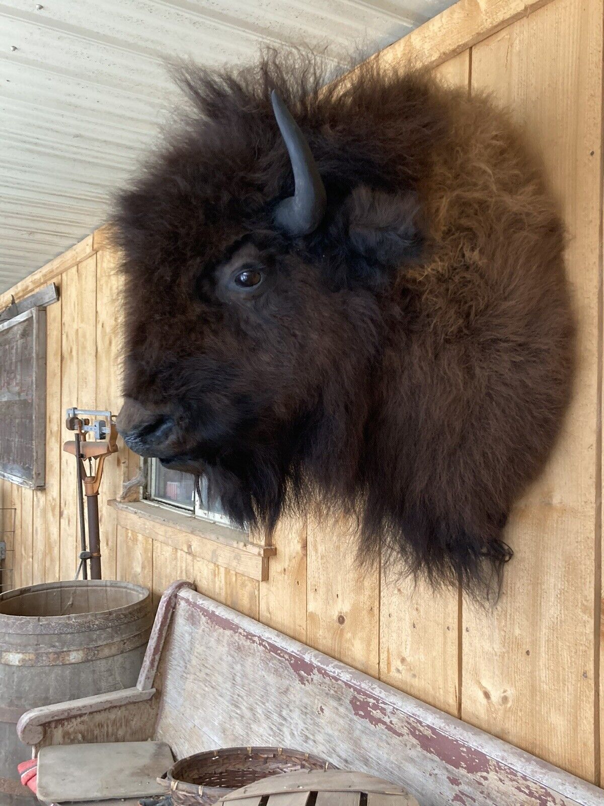 Real Buffalo / Bison Shoulder Taxidermy Mount New