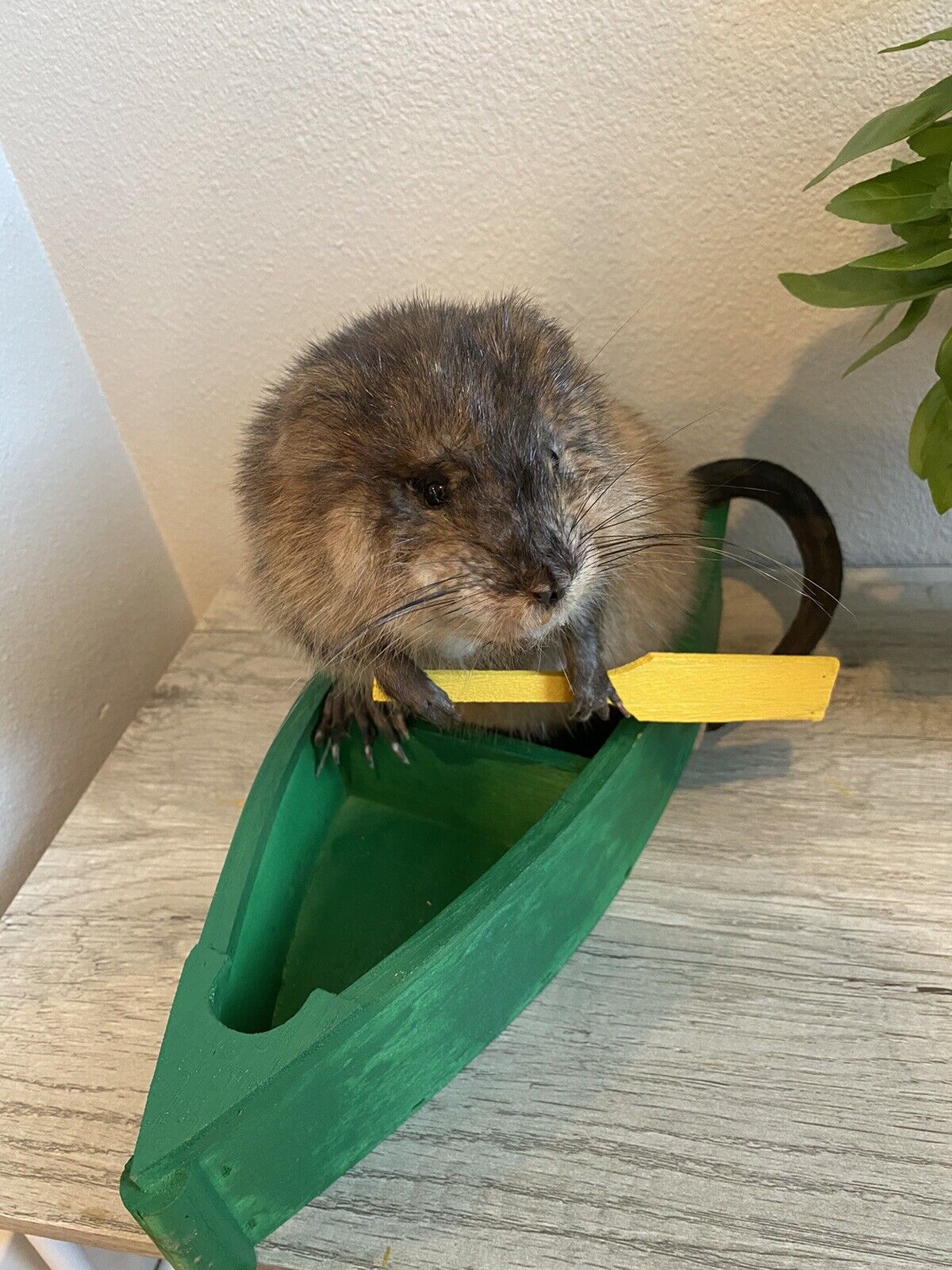 Muskrat in canoe taxidermy mount for sale-