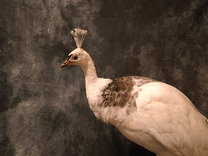 Pied Peacock Hen Taxidermy Mount Bird