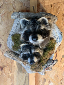 Nice Peek-A-Boo-RACCOON/Head in Log /Cabin Hunting Lodge Taxidermy Mount