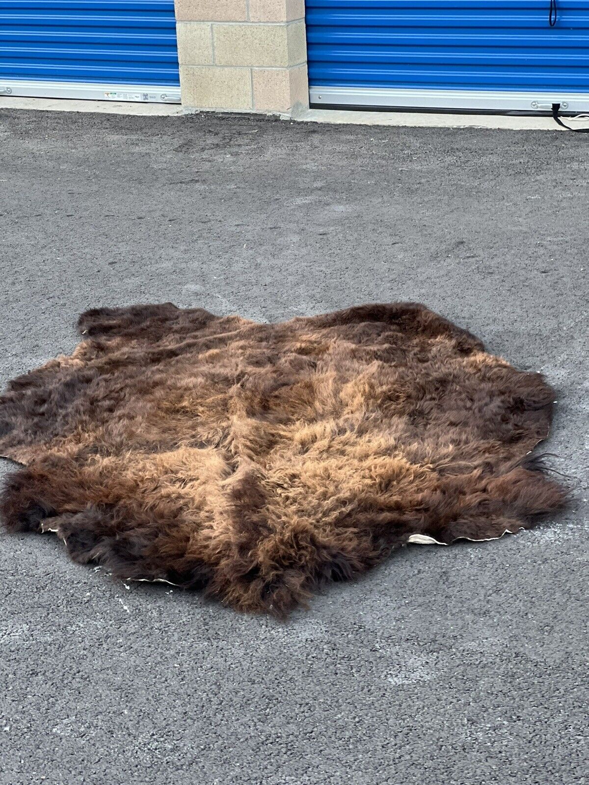 Real Buffalo / Bison Fresh Tanned Taxidermy Rug Hide