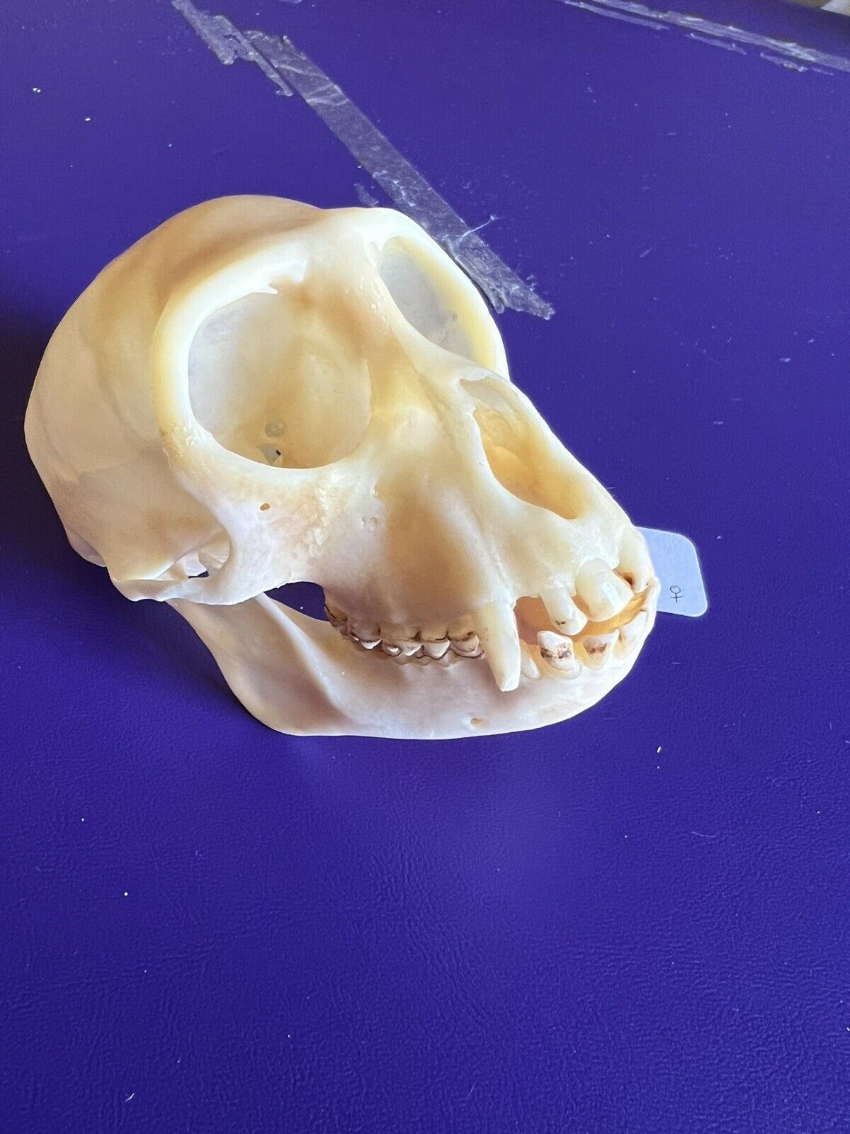 Real Putty nose Monkey Skull Taxidermy
