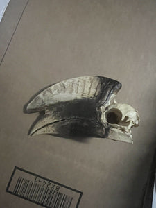 Real Black Casque Hornbill Skull Taxidermy