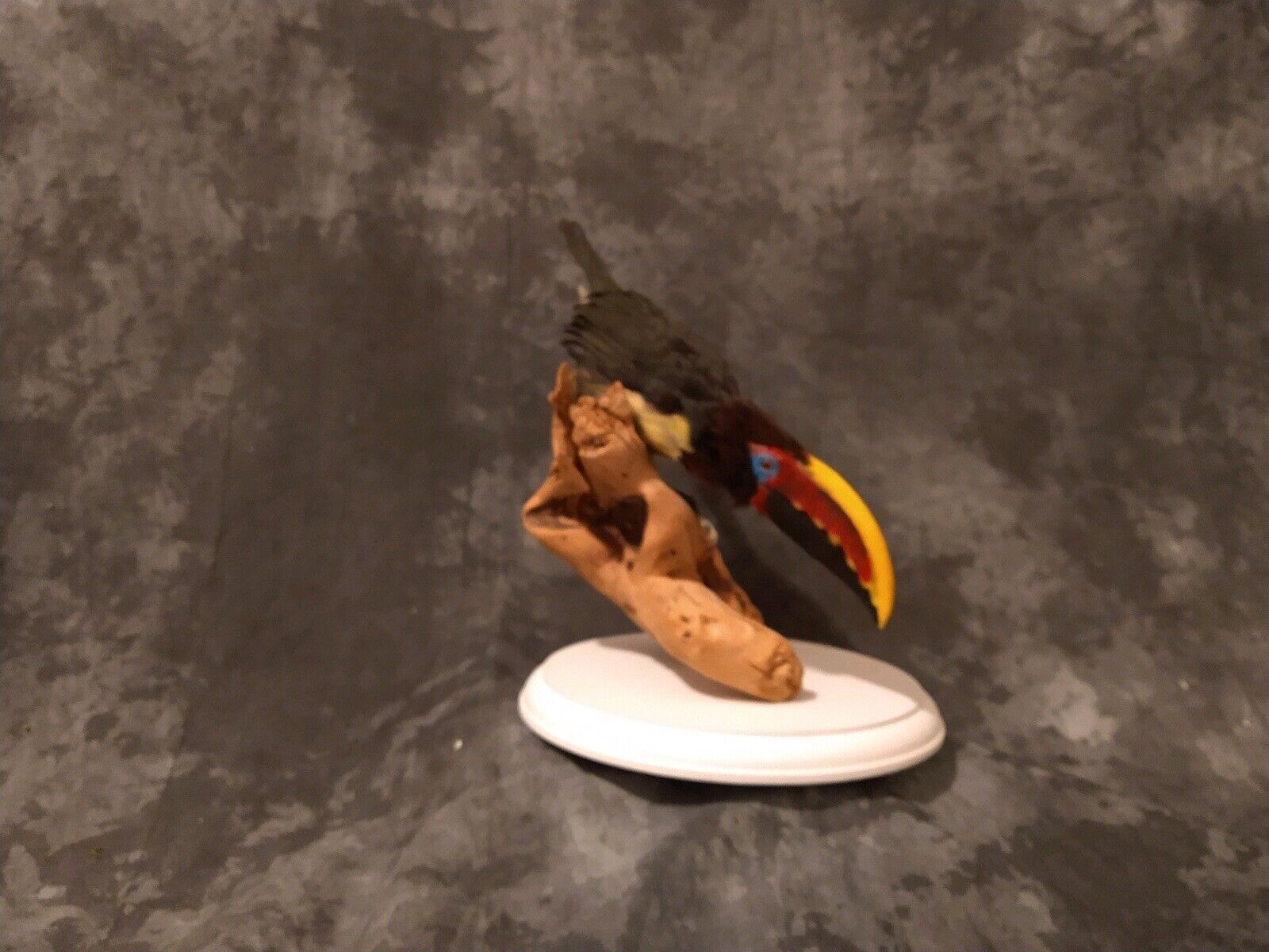 Toucanet guyana Bird Taxidermy mount|