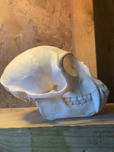 Real Male Vervet Monkey Skull Taxidermy Oddity Curiosity Natural Primate