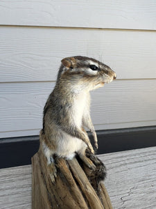 New Taxidermy Beautiful CHIPMUNK Mount On Real Wood-