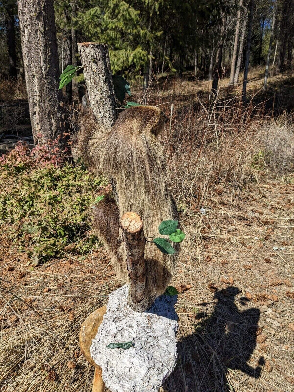 New Excellent Adult Sloth Taxidermy Mount Full Body