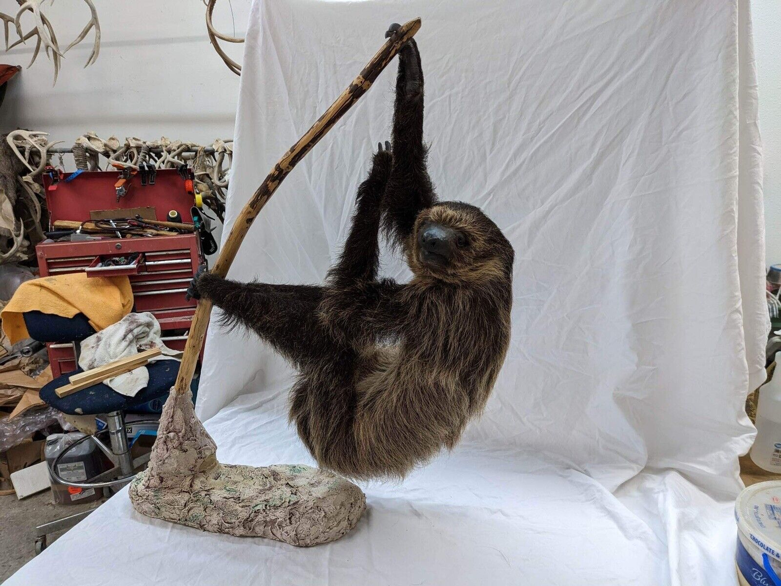 New Excellent Adult Sloth Taxidermy Table Mount Full Body