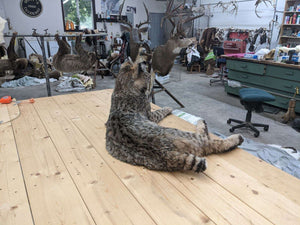 BOBCAT TAXIDERMY , Collectible,Log Cabin Decor,Outdoors,Hunting