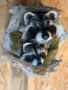 Nice Peek-A-Boo-RACCOON/Head in Log /Cabin Hunting Lodge Taxidermy Mount