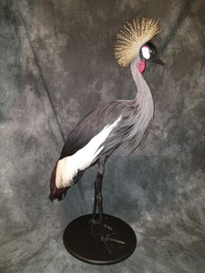 Museum Quality Grey-Crowned Crane Taxidermy Bird Mount For Sale