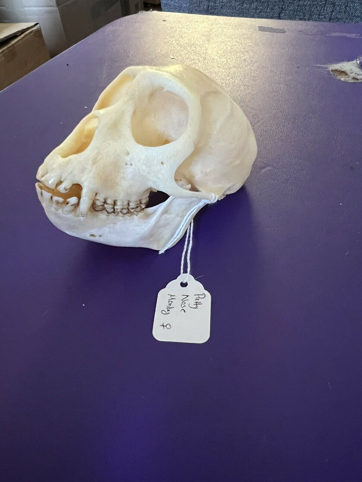 Real Putty nose Monkey Skull Taxidermy