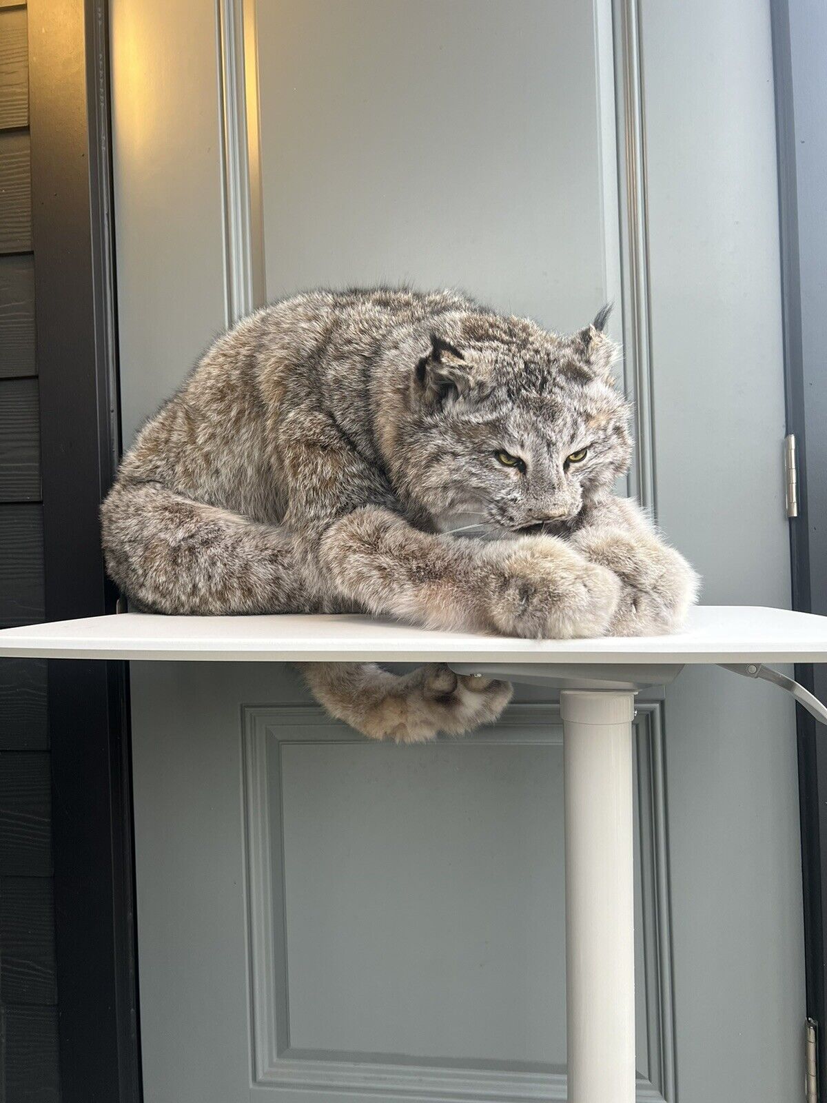 Full Mount Alaskan Lynx Real Fur Taxidermy Life Size