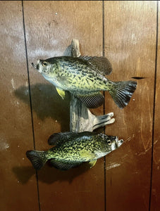 Crappies Taxidermy Fish Mount!