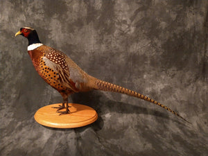 Ringneck Pheasant Rooster - Flying Right - Mount - Taxidermy