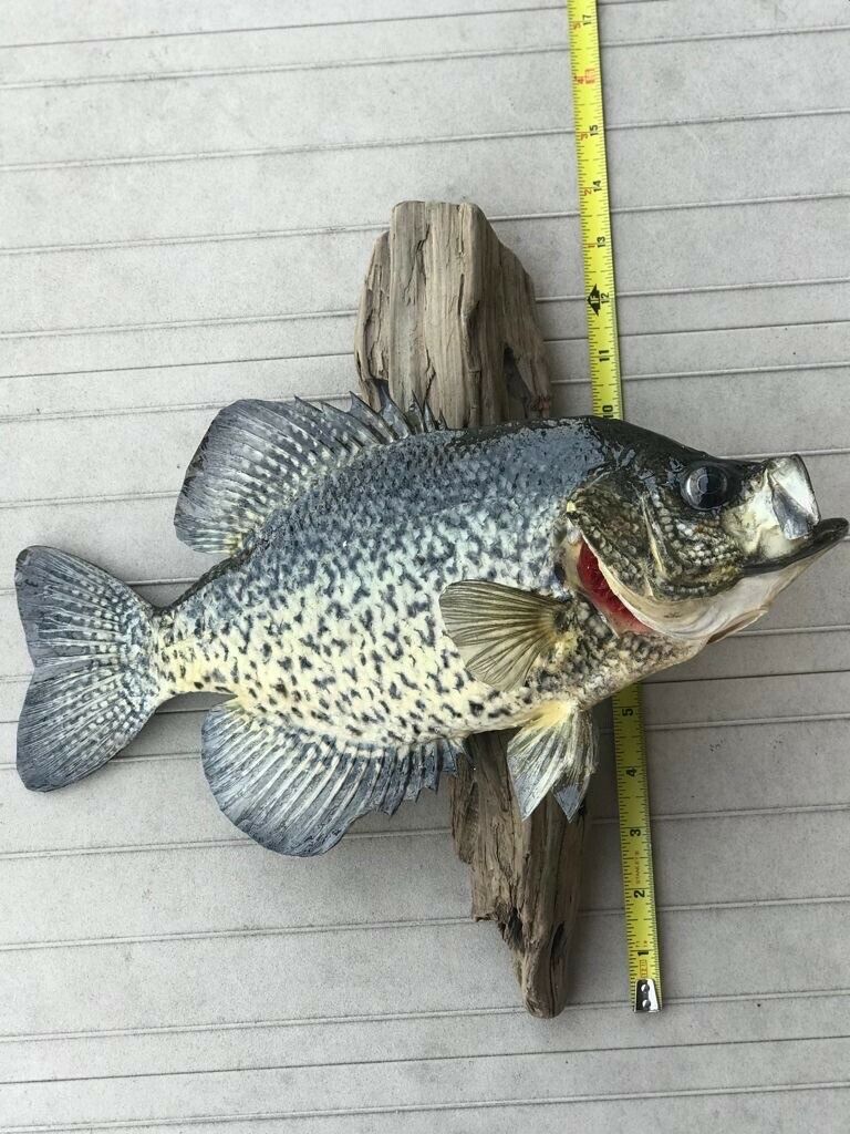 Beautiful Crappie Fish Taxidermy Wall Mount Wildlife Real Skin