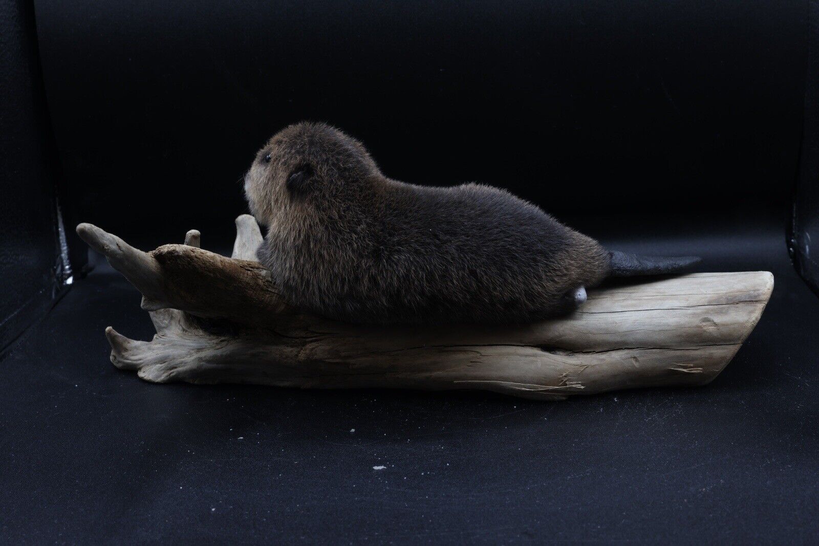 Museum Quality Beautiful Adorable Baby Beaver Kit Taxidermy Mount Art Wildlife