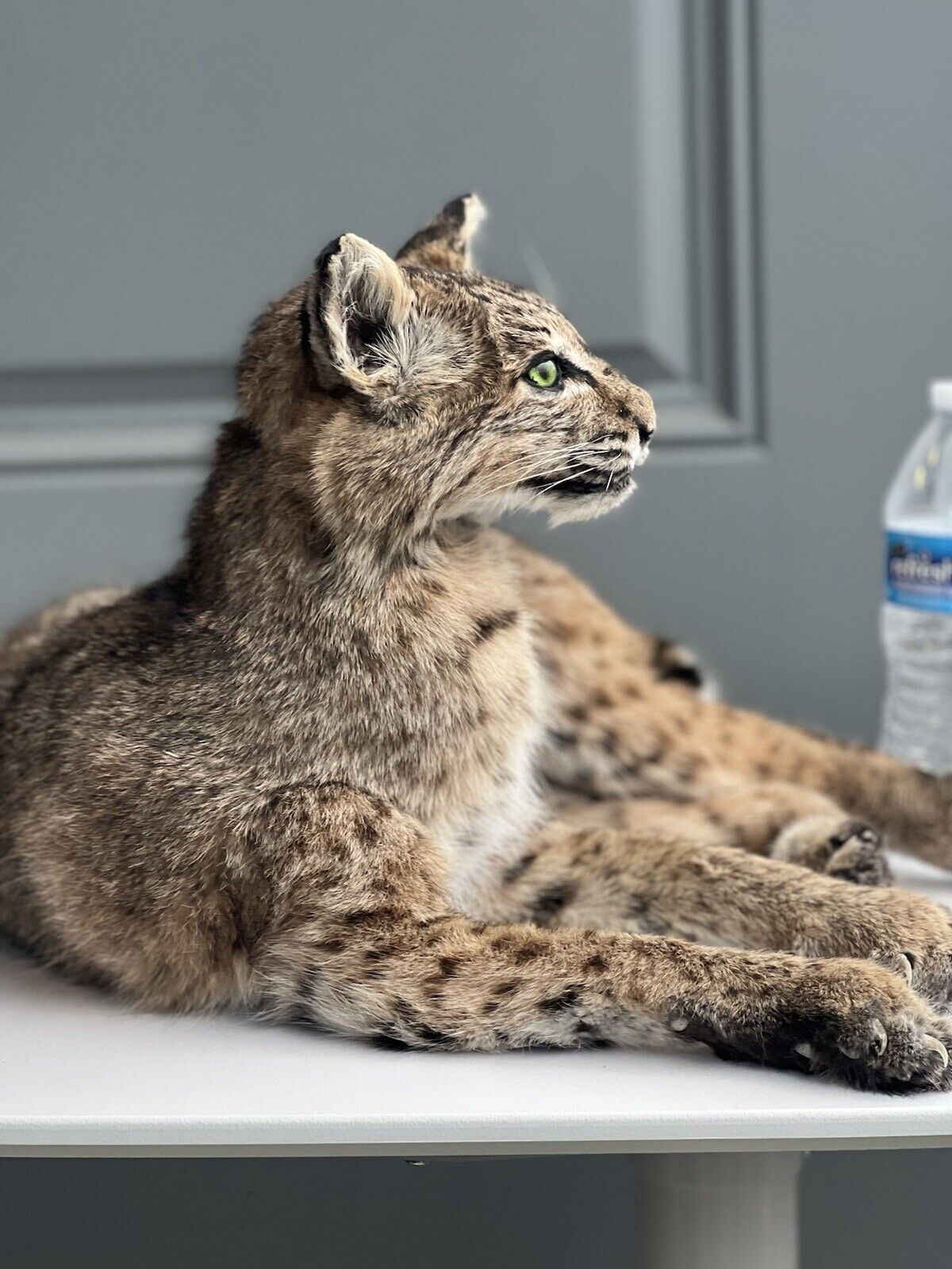 BOBCAT TAXIDERMY , Collectible,Log Cabin Decor,Outdoors,Hunting