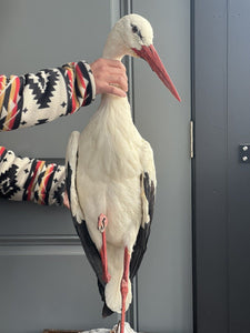 Stork Taxidermy Mount Bird