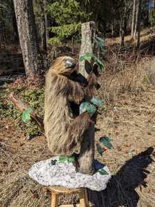 New Excellent Adult Sloth Taxidermy Mount Full Body