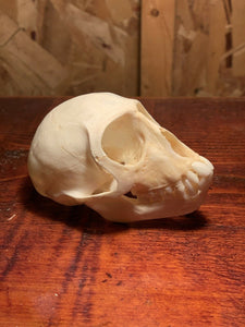 Real Female Vervet Monkey Skull Taxidermy Oddity Curiosity Primate